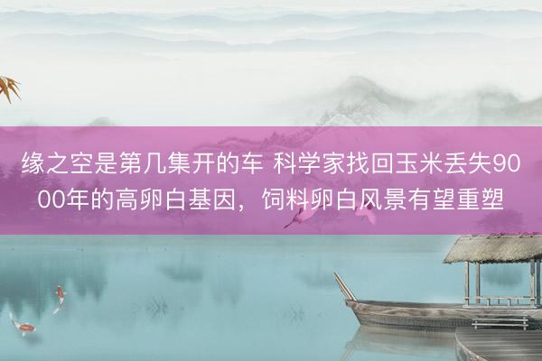 缘之空是第几集开的车 科学家找回玉米丢失9000年的高卵白基因，饲料卵白风景有望重塑